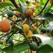 thumbnail for publication: Achachairu—a Potential Fruit Crop for Florida